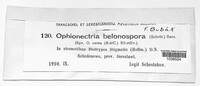 Image of Ophionectria belonospora